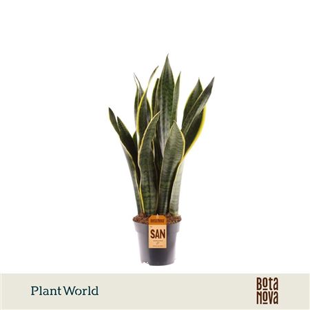 Sansevieria Lauren