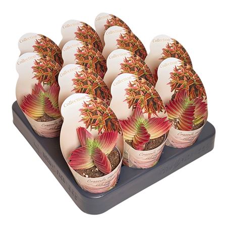 Crassula Capitella Red Pagoda Potcover
