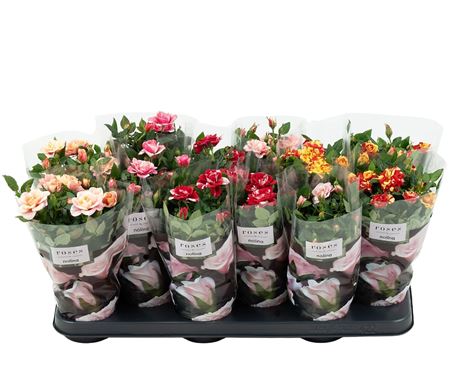 Rosa Special Roses Mix
