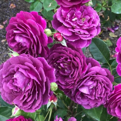 Роза флорибунда Эбб Тайд в тубе