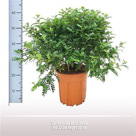 Zanthoxylum Bush