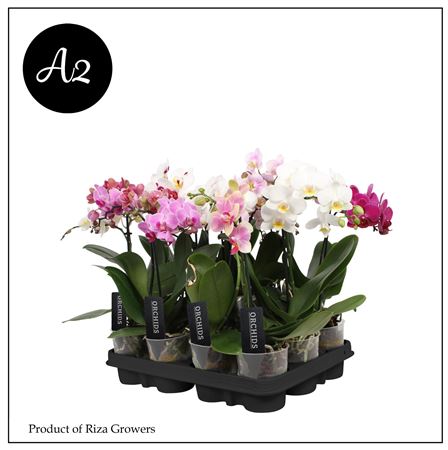 Phal 1st A2 Mix 3+ (orchid Growers)