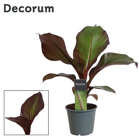 Ensete Maurelli Red Banana (decorum)