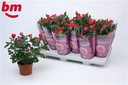 Rosa Purple Jewel (bm)