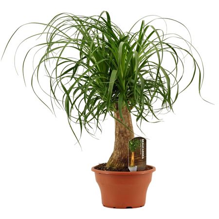 Beaucarnea Bowl