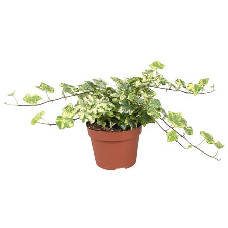 Hedera Golden Kolibri