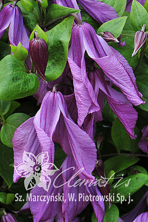Клематис цельнолистный Память Сердца