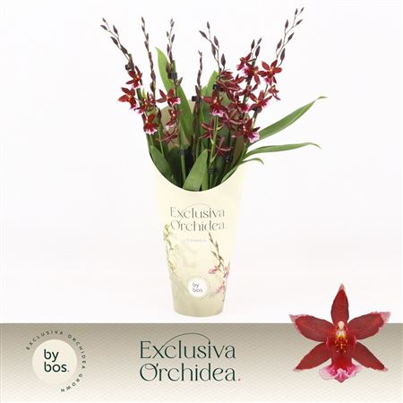 Barrocco Red 7st Potcover