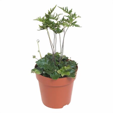 Щитовник Кордата