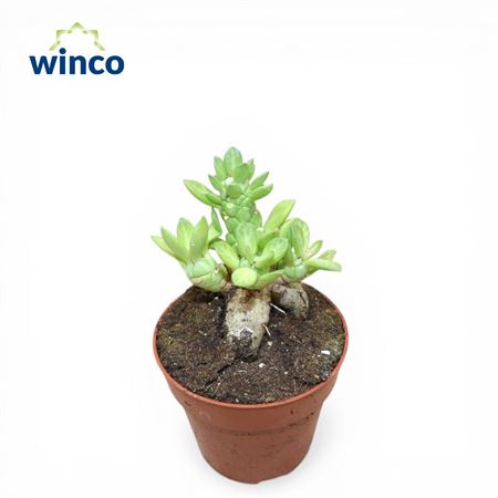 Euphorbia Pitica Caudex