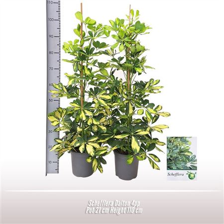 Schefflera Dalton 4pp