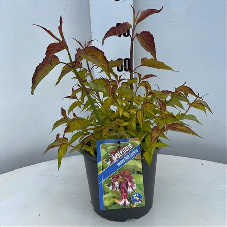 Leycesteria Formosa Little Lanterns