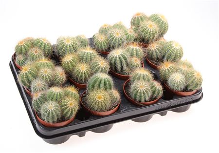 Parodia Warassii