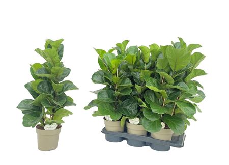 Ficus Tabaco Branched