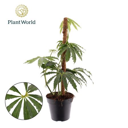 Anthurium Polyschistum Mosstok