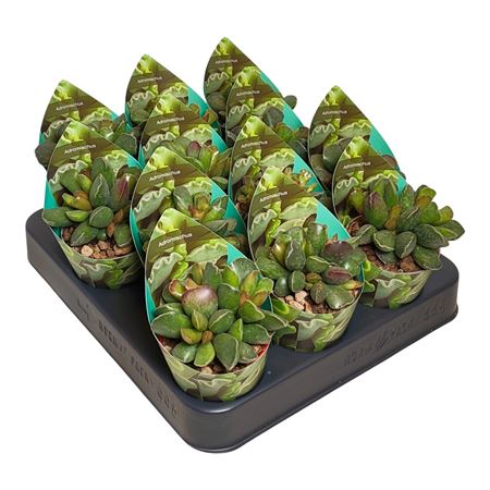 Adromischus Cristatus Purple Skin Potcover