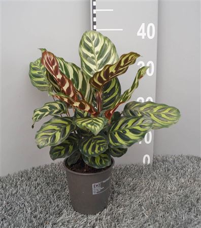 Calathea Makoyana