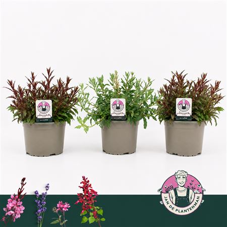 Gaura Lindheimeri Mix Gaudi