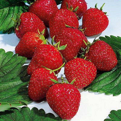 Земляника Сопрано