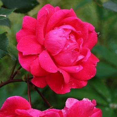 Роза парковая Александр Маккензи