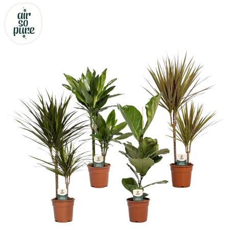 Plant Mix (air So Pure)