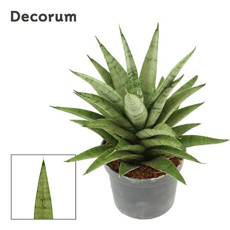 Sansevieria Silver Crown Dec