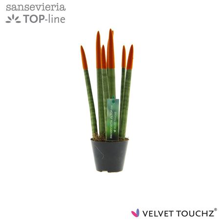 Sansevieria Velvet Touch Orange