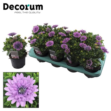 Osteospermum 3d Pink (decorum)