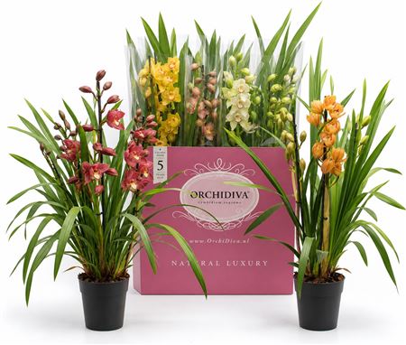 Cymbidium 2-3 Mix