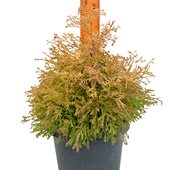 Туя западная Рейнголд