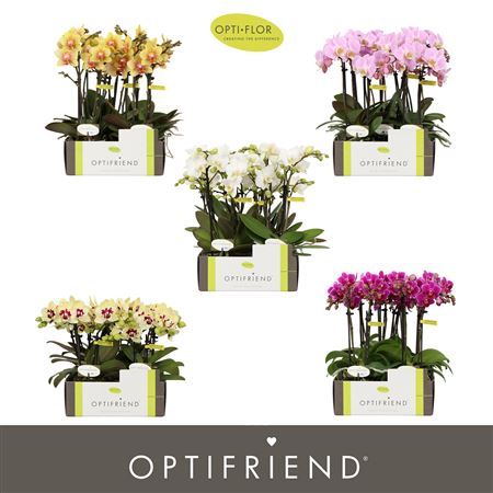 Phal 2st Colour Per Tray 10+ (opti)