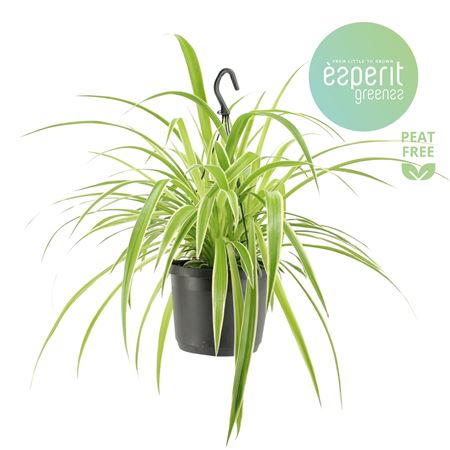 Chlorophytum Com. Variegatum