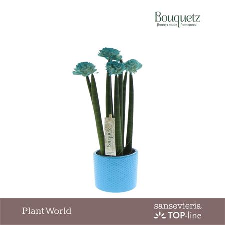 Sansevieria Top-line Bouquetz Aqua In Dots