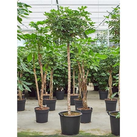 Schefflera Arboricola Compacta