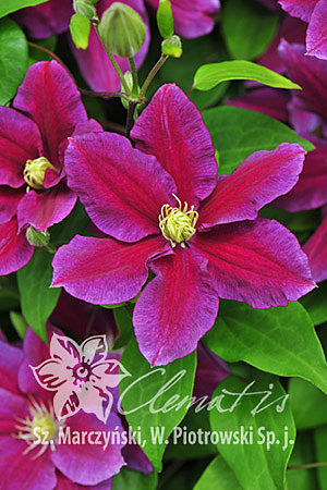 Клематис гибридный Хания