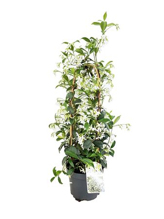 Trachelospernum Jasminoides