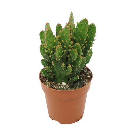 Opuntia Tuna
