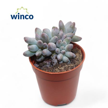 Pachyphytum Machucae