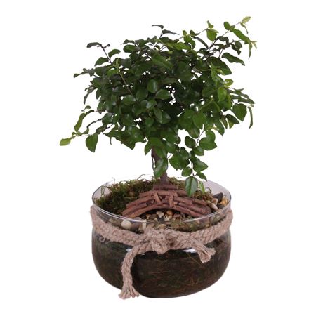 Bonsai Ball-shape Mixed In Vase With Rope