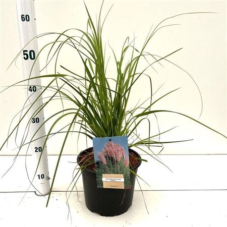 Cortaderia Selloana Rosea