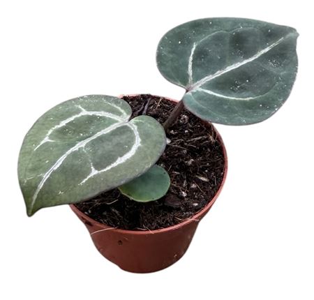 Anthurium Michelle X (zara X Michelle