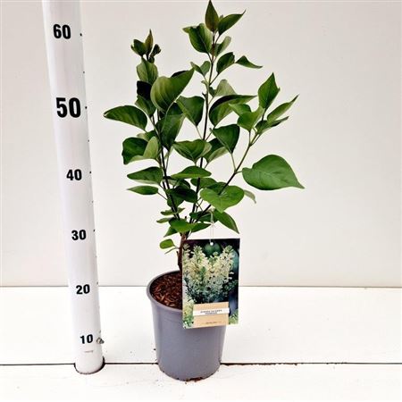 Syringa Vulg Primrose