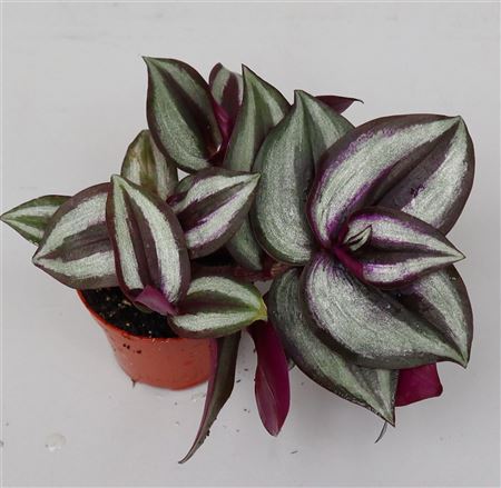 Tradescantia Purple Heart