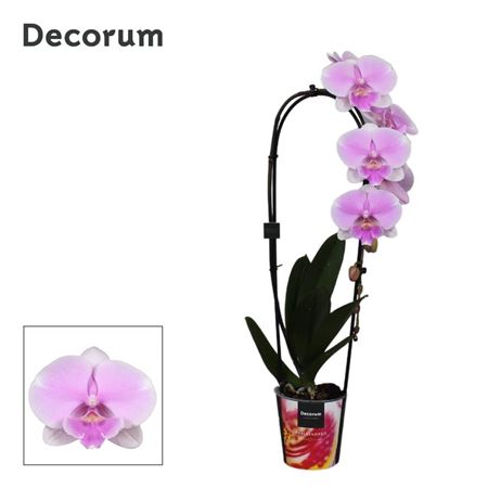 Phal 1st Cascade Daphne (decorum)