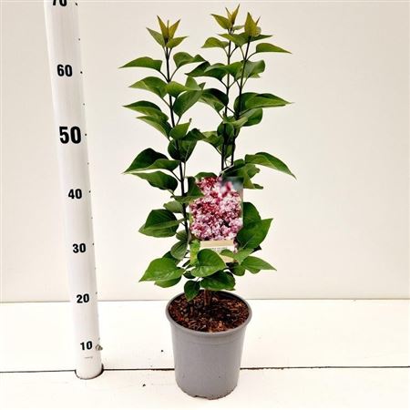 Syringa Vulg Katherine Havemeyer