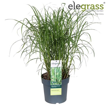 Miscanthus Sin Strictus Dwarf