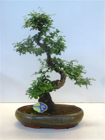 Bonsai Carmona Macrophylla, 39cm., Shape, Without