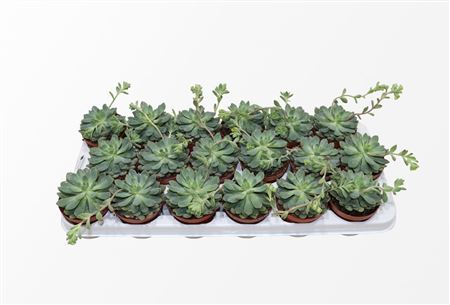 Sedeveria Blue Elf