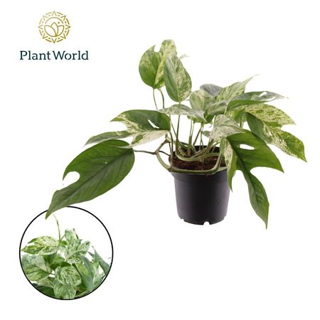 Epipremnum Marble King