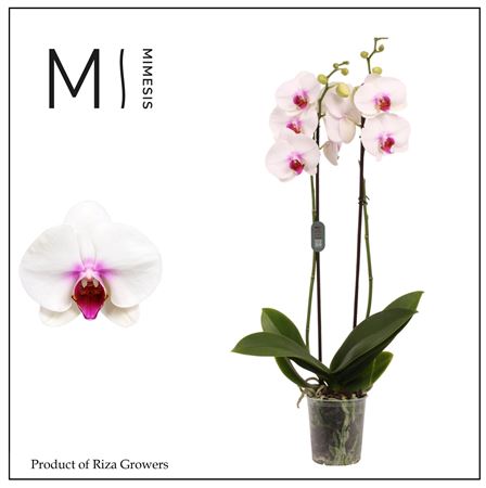 Phal 2st Scarlion 16+ (orchid Growers)